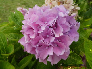 verschiedene Blücken und Pflanzen im August 2019 in Berlin