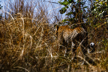 Take a Walk on a Wildside