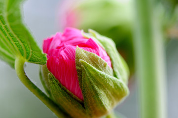 pink rose on green background