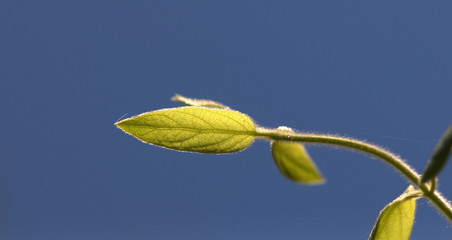 leaf on blue sky