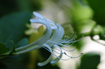 closeup of flower