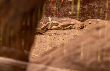 Close view of Indian rock python’s head (Python molurus bivittatus)