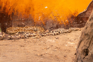 Close view of Indian rock python sitting on dry ground