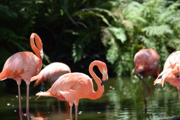 Birds and animal Florida