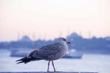 seagull on Istanbul