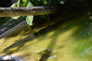 Birds and animal Florida