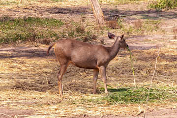 Gazella bennettii deer standing in the dry forest