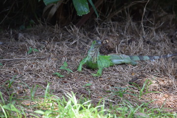 Birds and animal Florida