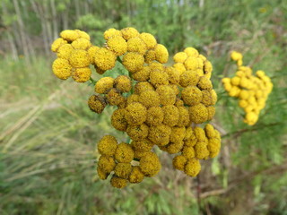Pflanzen im Sommer in Berlin
