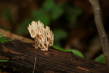 ハナホウキタケ　幼菌