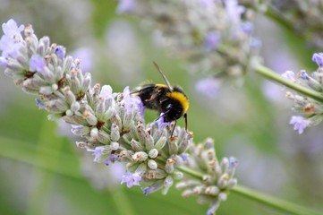 bee on flower