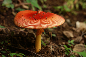 タマゴタケ　成菌