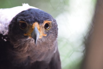 Obraz premium birds and animals