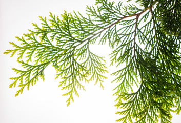 Obraz premium green leaf isolated on the white