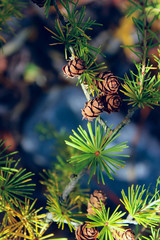 European larch, close up view. Beautiful nature background. 