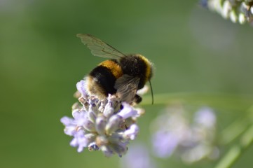 Bees wings