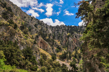 Trees clinging to the steep hillside of the Imbros Gorge on the island of Crete