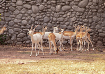 Group of gazella bennettii deer standing and staring in the grassland of chhatbir zoo, India. Indian wildlife animal