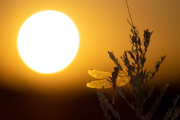 夕日と赤トンボ © 雄一 松崎