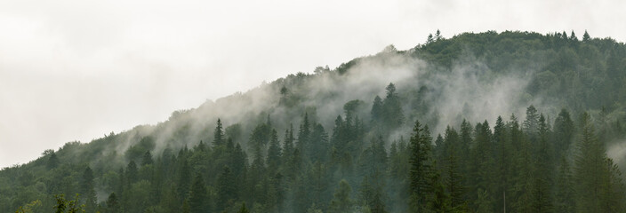 Coniferous forest in morning fog (mist), breathing mountains. Freshness and mystery.