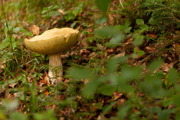 Wild edible mushroom in forest, harvesting in autumn.