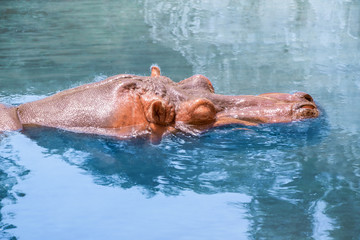 Hippo or African Hippopotamus, Hippopotamus amphibius capensis with open muzzle floating on the water