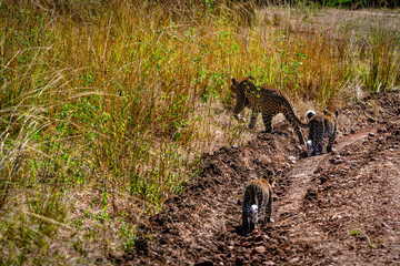 Take a Walk on a Wildside