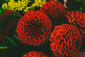 flower on red background