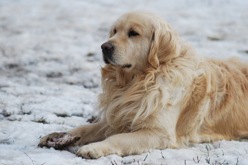 Golden retriever male