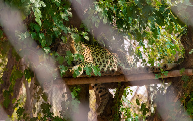 Leopard or Panther sitting on edge of the roof beneath the tree covered with green leaves in chhatbir zoo, India. Indian wild life animal