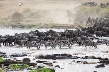 Naklejka na ściany i meble Mara River Crossing of Wildebeests and Zebras