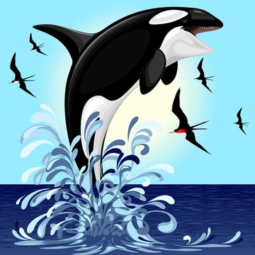 Orca Killer Whale jumping out of Ocean Vector illustration 
