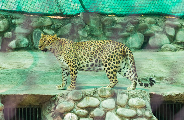 Male Leopard standing alert on the edge of roof under the shed in chhatbir zoo