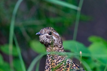 Spruce Grouse hen in Canadian forest