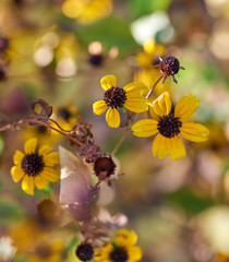 blooming yellow flowers Rudbeckia triloba, top view