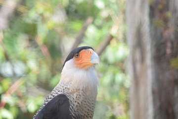 Birds and animals