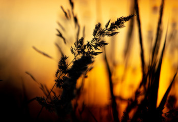 Silhouette of bulrush on sunset background