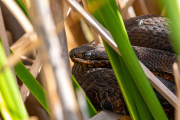 Northern water snake basking in swamp environment