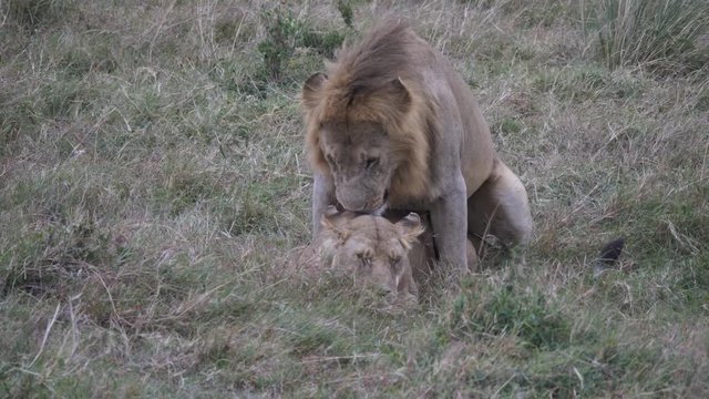 4K 60p close up of a lion and lioness mating at masai mara national reserve in kenya