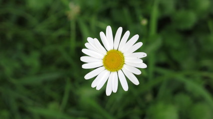 Margarita blanca y amarilla flotando sobre fondo verde