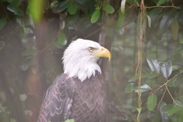 Birds and animals