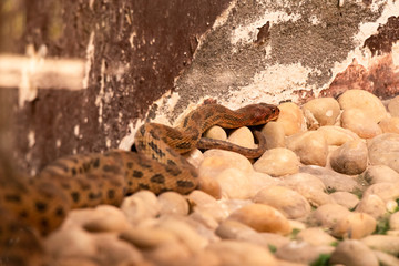 Python snake sitting on the stones. Wildlife