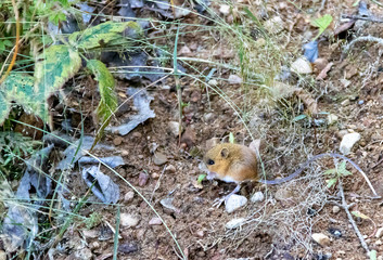 Woodland jumping mouse foraging in Algonquin Provincial Park