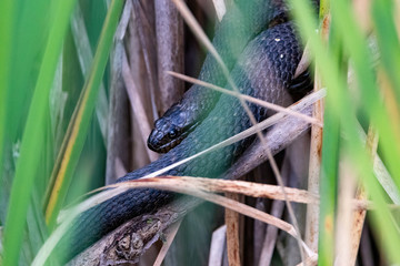 Northern water snake basking in swamp environment