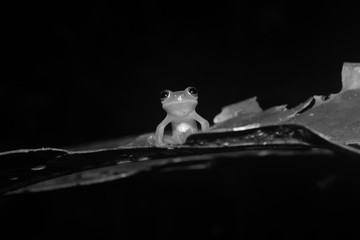 Black and white photo of a glass frog showing his intestines while sitting on a leaf and looking straight at the camera