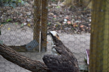 Birds and animals