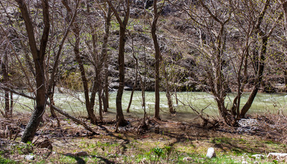 Fototapeta premium River and bare trees in the mountains