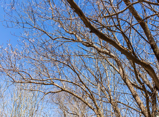 Bare branches on a tree against a blue sky
