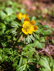 Small yellow flower in nature
