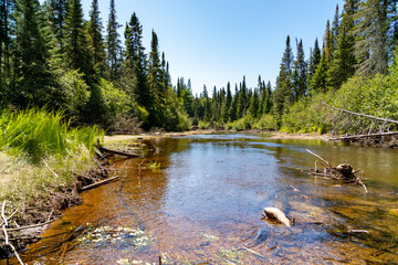 Shallow creek in Canadian forest